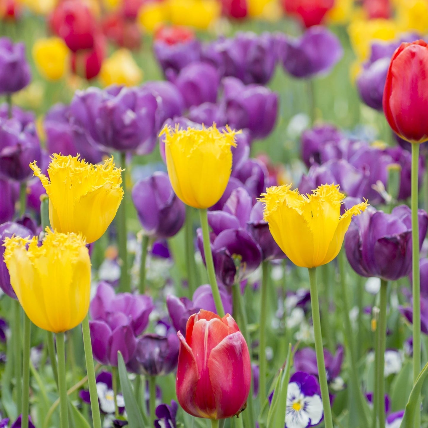 Vibrant Tulip Crispa Bulb Mix (7 Count) - Frilly Elegance for Your Garden - plants - express.com