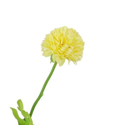 Vibrant Yellow Dahlia Pompom Stems - Pack of 6 for Stunning Decor - plants - express.com
