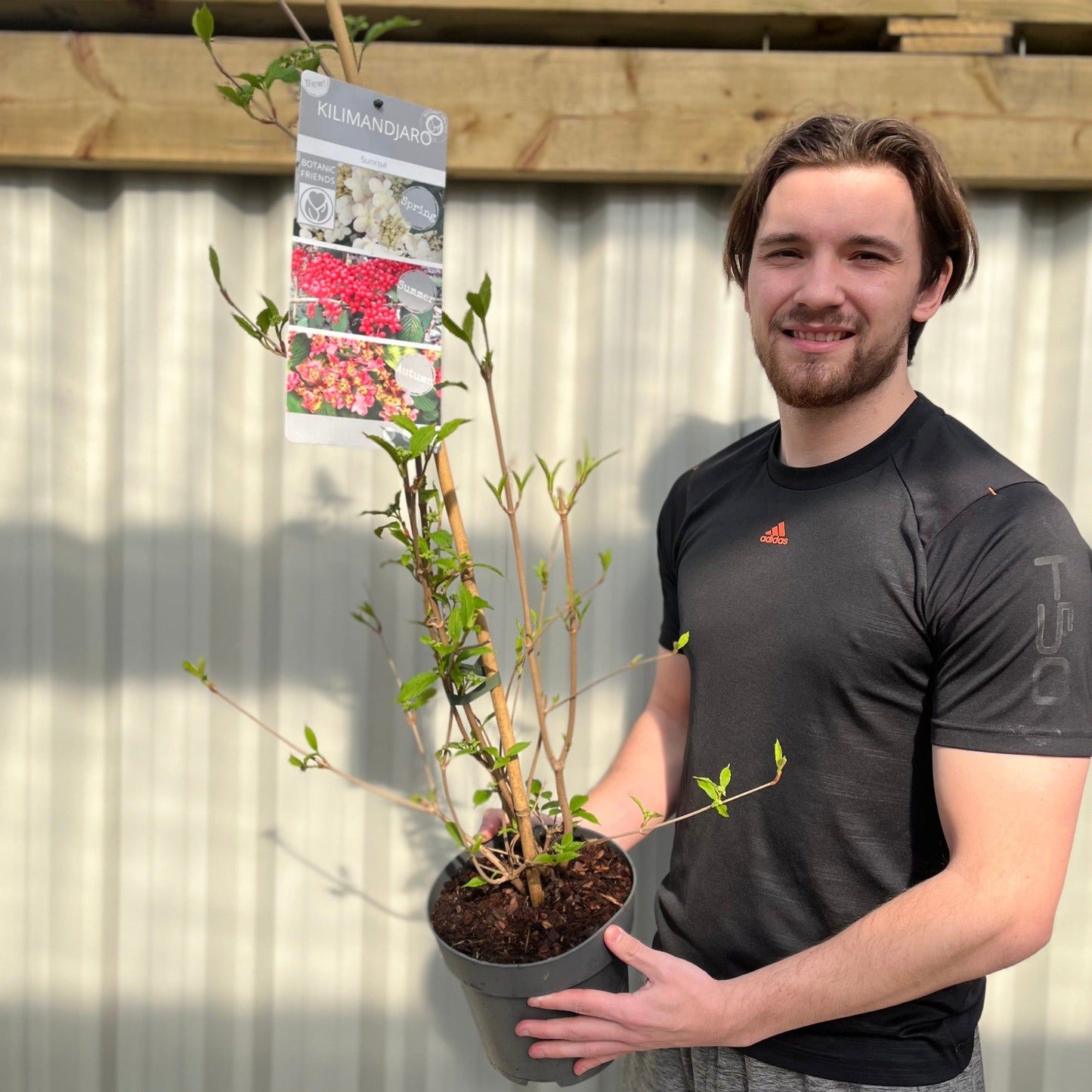 Viburnum Kilimandjaro Sunrise: Award - Winning Hardy Shrub with 3 Seasons of Beauty - plants - express.com