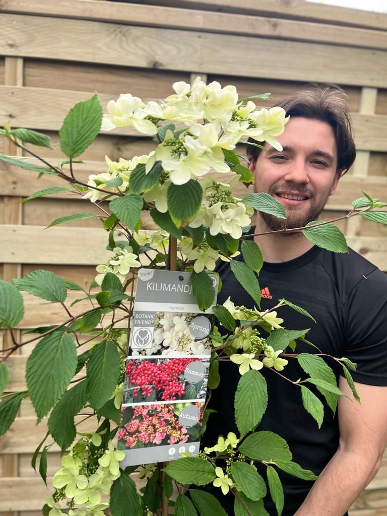 Viburnum Kilimandjaro Sunrise: Award - Winning Hardy Shrub with 3 Seasons of Beauty - plants - express.com