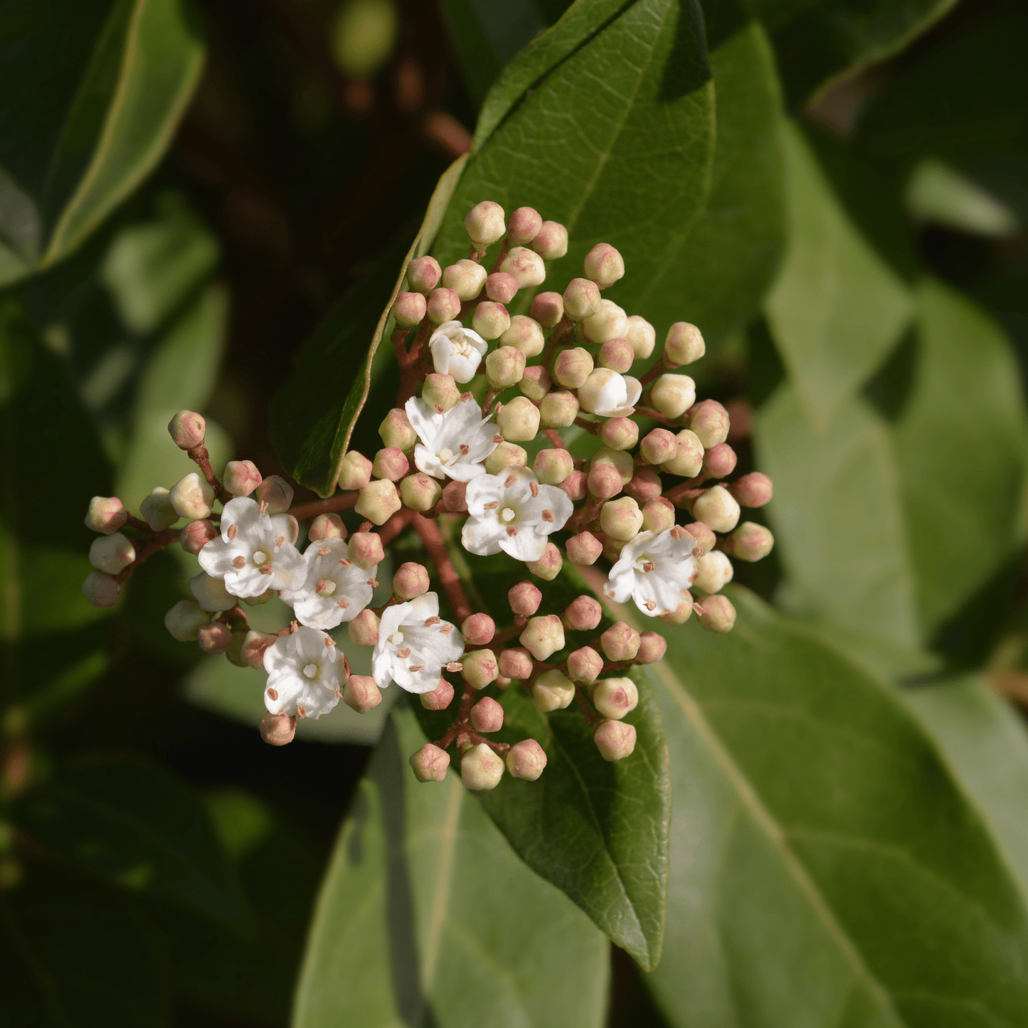 Viburnum Tinus Patio Tree: Year - Round Blooms & Berries for Every Garden - plants - express.com