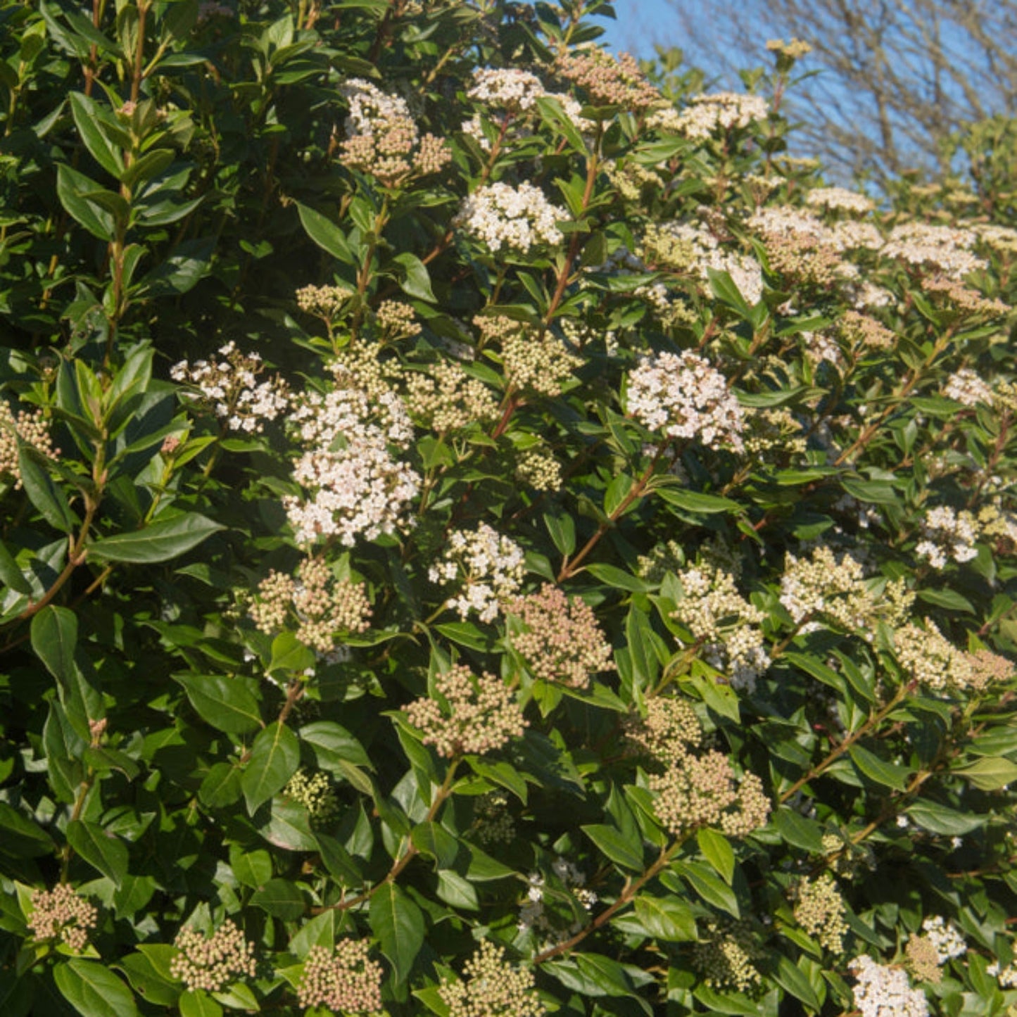Viburnum Tinus Patio Tree: Year - Round Blooms & Berries for Every Garden - plants - express.com
