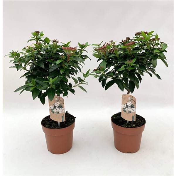 Viburnum Tinus Patio Tree: Year - Round Blooms & Berries for Every Garden - plants - express.com