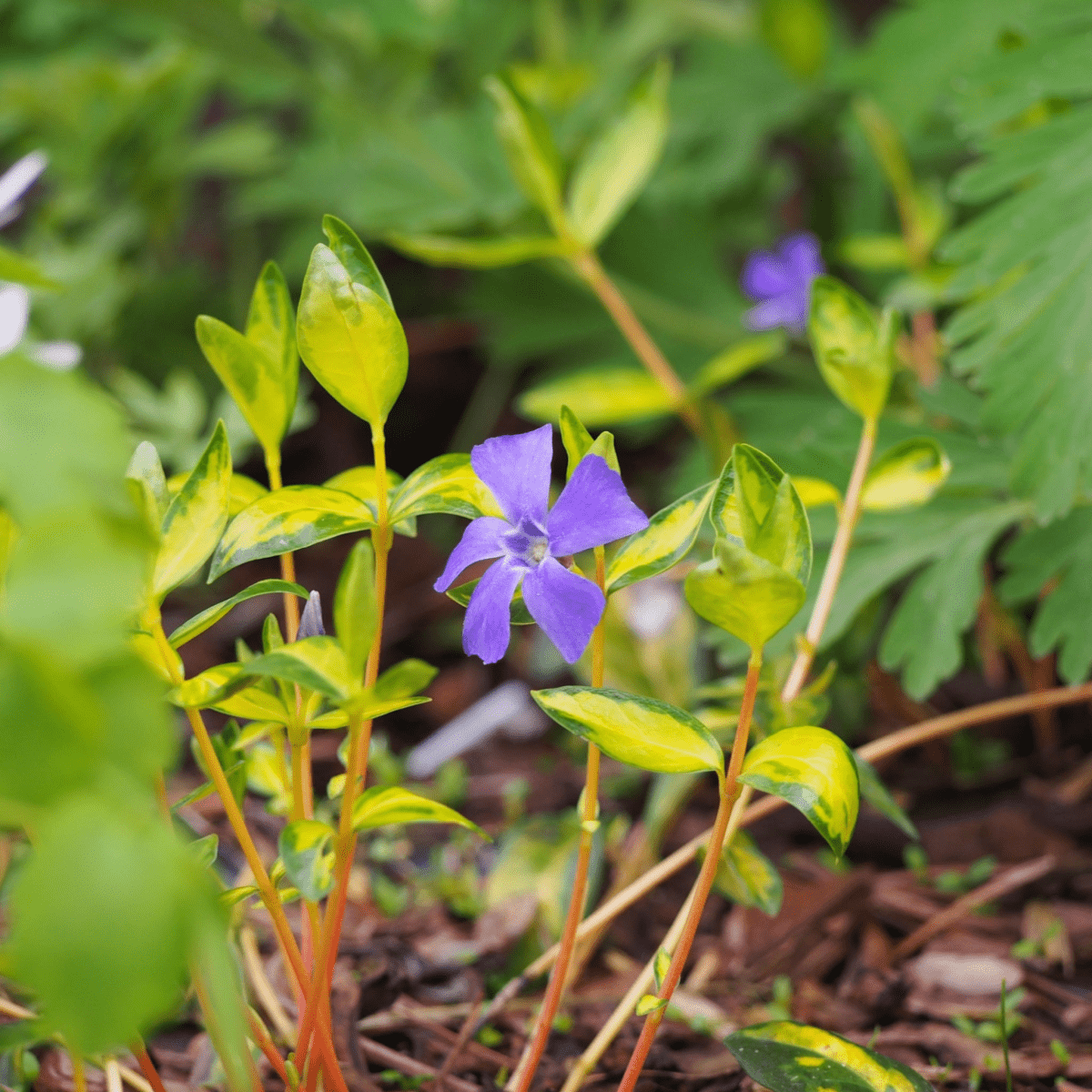 Vinca Minor 'Illumination' Periwinkle - Versatile Evergreen Ground Cover! - plants - express.com