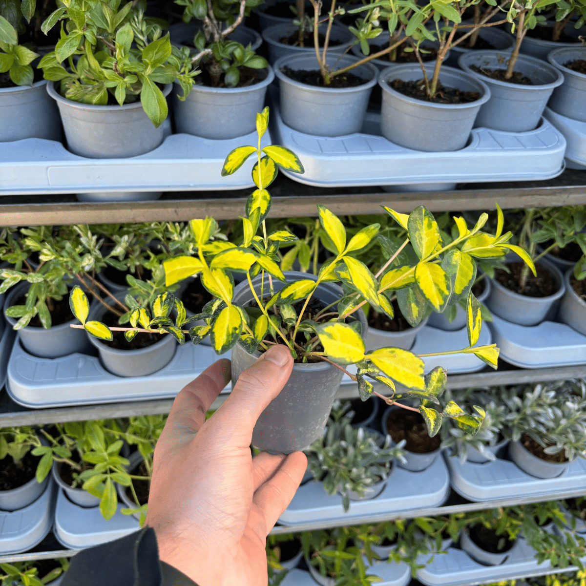 Vinca Minor 'Illumination' Periwinkle - Versatile Evergreen Ground Cover! - plants - express.com