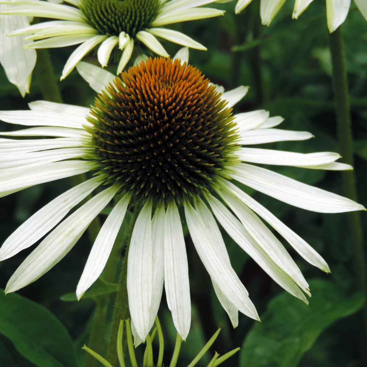 White Swan Echinacea - Stunning Perennial with Elegant White Blooms - plants - express.com