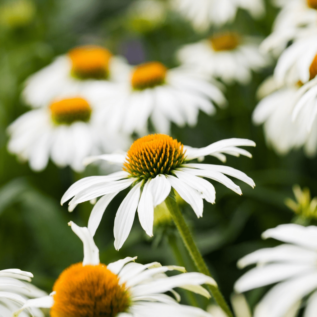 White Swan Echinacea - Stunning Perennial with Elegant White Blooms - plants - express.com