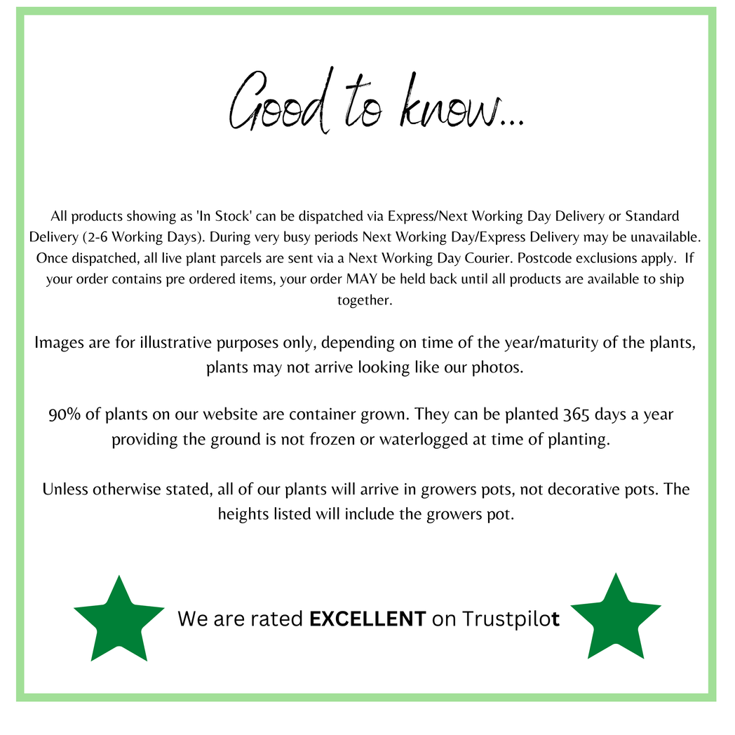 Yellow Dogwood - Bright Winter Stems (Cornus stolonifera flaviramea) 1L/2L - plants - express.com