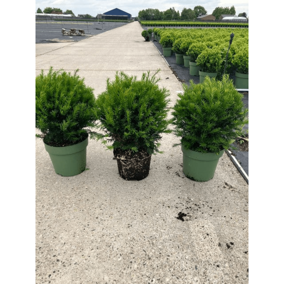 Yew Ball Topiary: Taxus Baccata (Evergreen, Slow - Grow) - plants - express.com