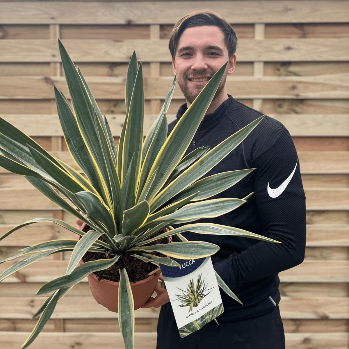 Yucca Gloriosa Variegata | Hardy Evergreen Beauty for Your Garden - plants - express.com