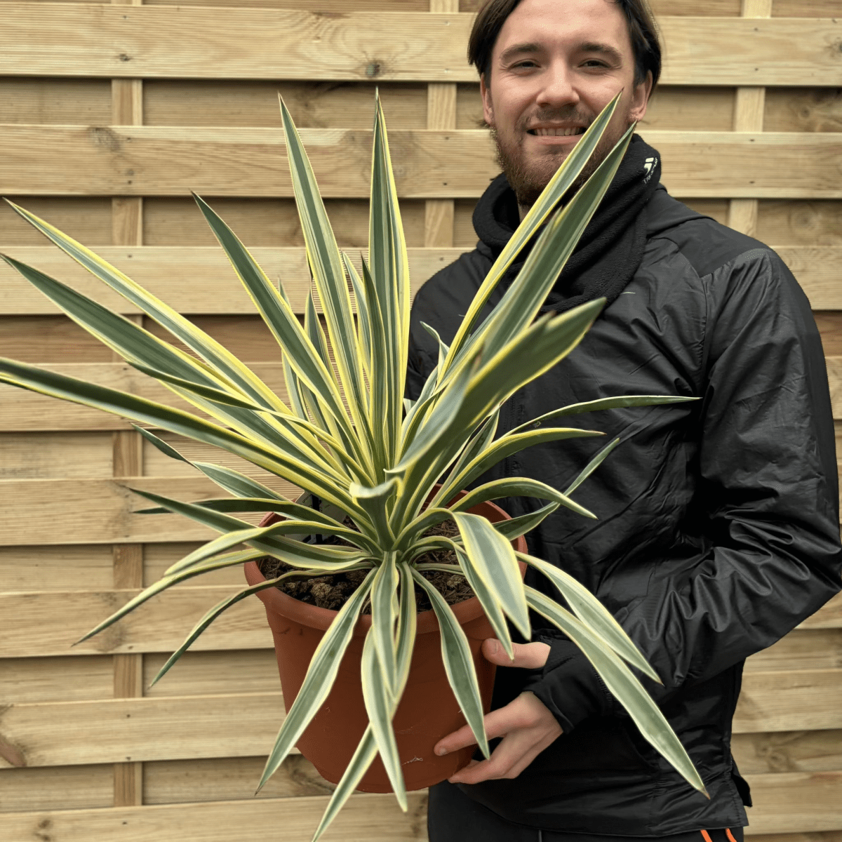 Yucca Gloriosa Variegata | Hardy Evergreen Beauty for Your Garden - plants - express.com