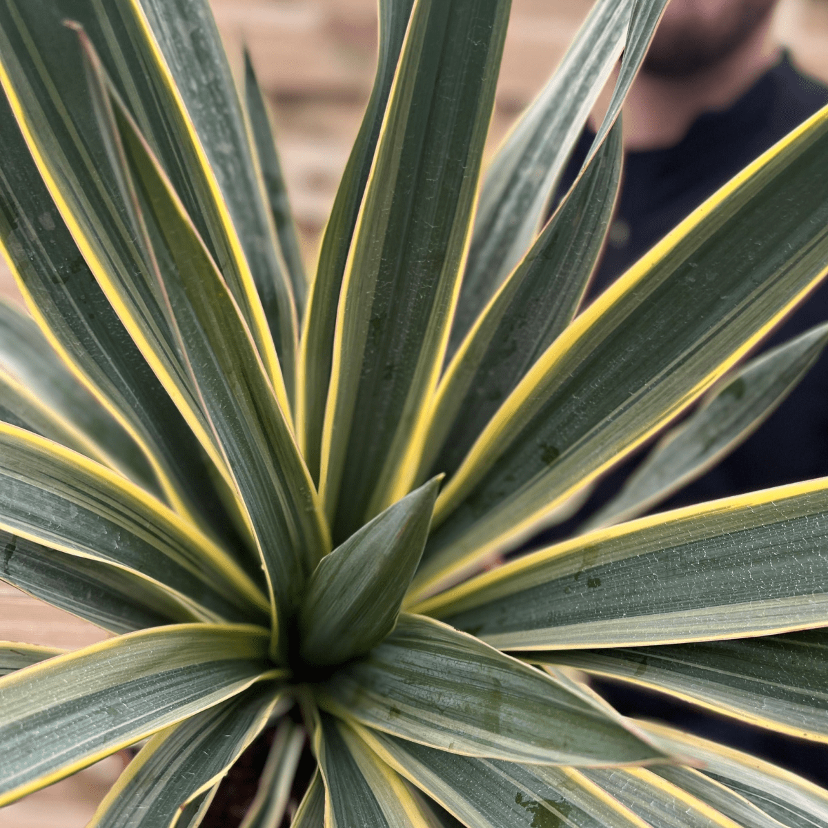 Yucca Gloriosa Variegata | Hardy Evergreen Beauty for Your Garden - plants - express.com