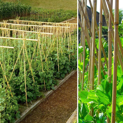 10 x 2ft (60cm) Bamboo canes - plants - express.com