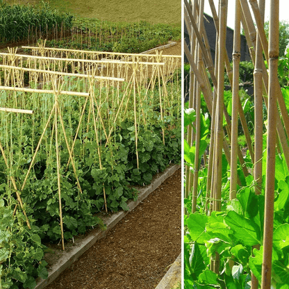 10 x 4FT Bamboo Canes Sticks 120cm - plants - express.com