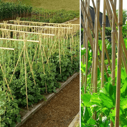 10 x 6FT (180cm) Bamboo Canes - plants - express.com