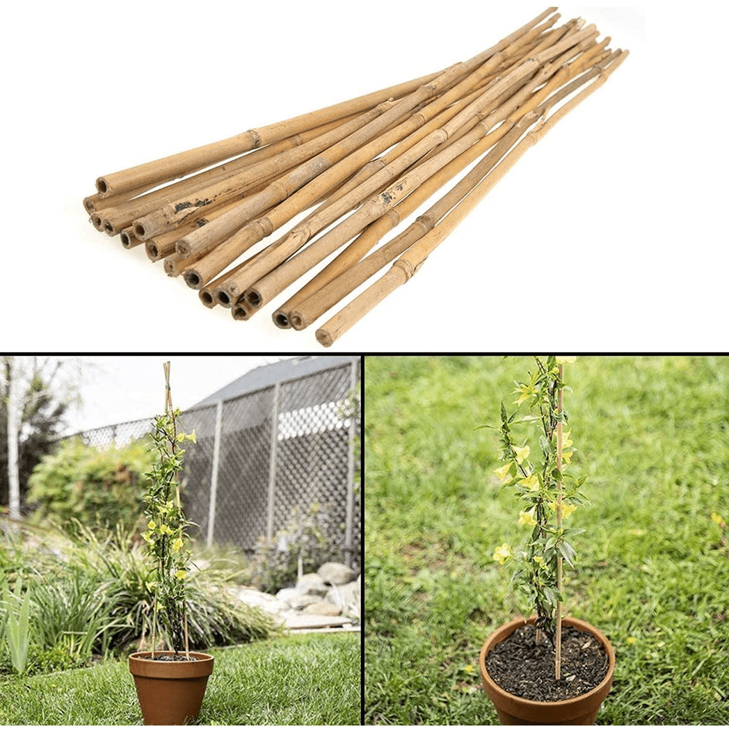 10 x 6FT (180cm) Bamboo Canes - plants - express.com