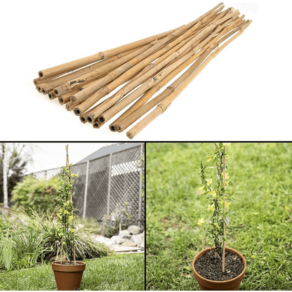 10 x 6FT (180cm) Bamboo Canes - plants - express.com
