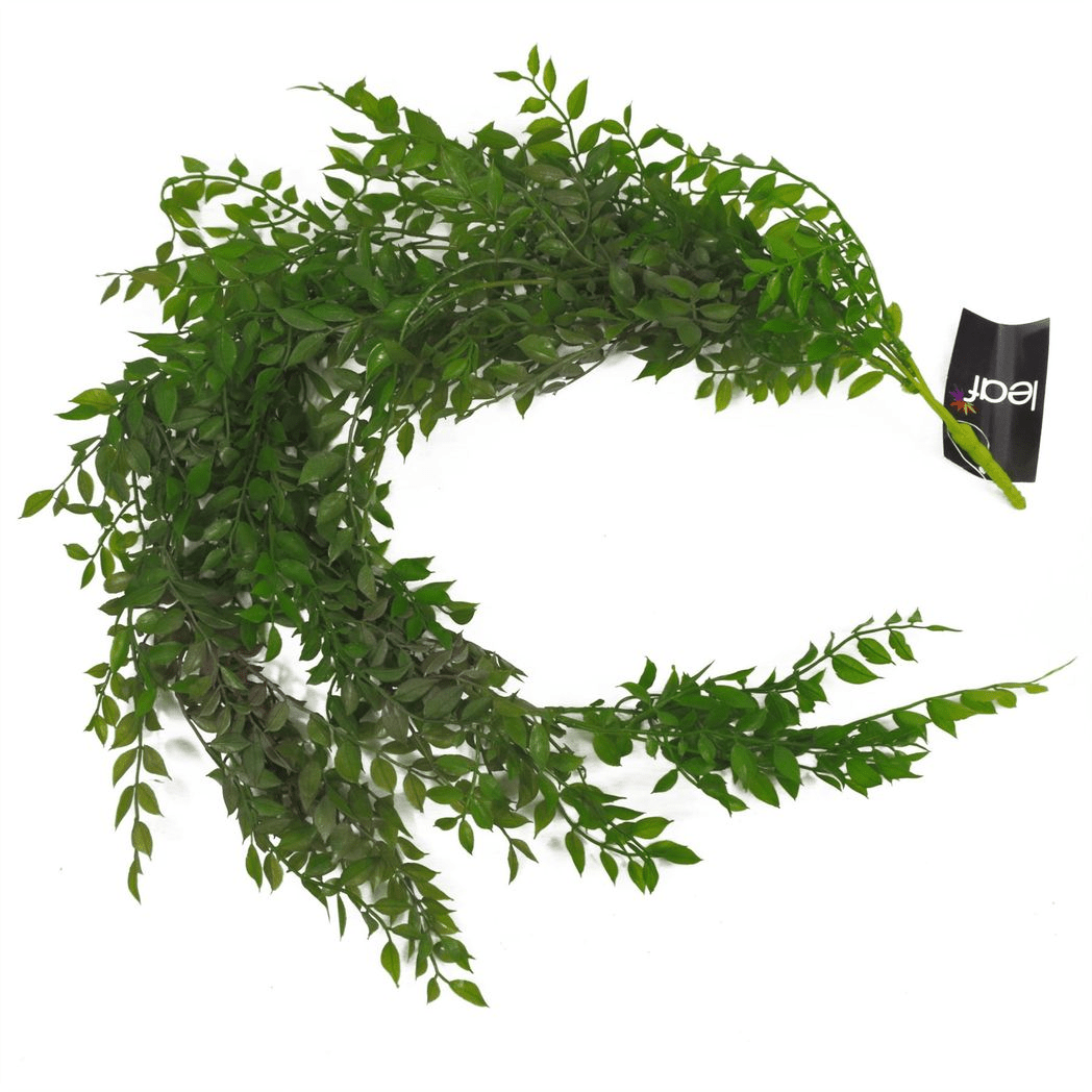 100cm Dark Green Hanging String of Pearls Fern - Lush & Versatile Decor - plants - express.com