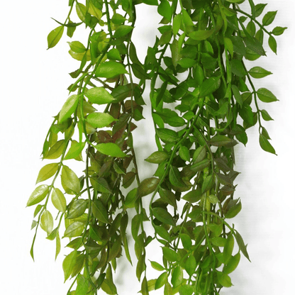 100cm Dark Green Hanging String of Pearls Fern - Lush & Versatile Decor - plants - express.com