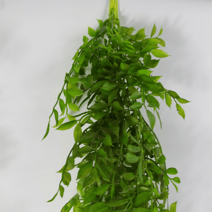 100cm Dark Green Hanging String of Pearls Fern - Lush & Versatile Decor - plants - express.com