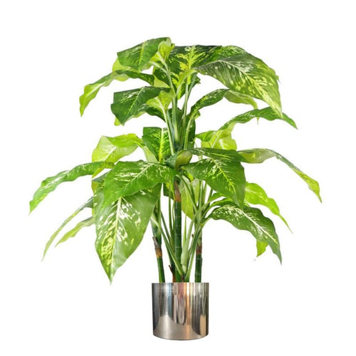 100cm Fox's Aglaonema Tree in Silver Metal Planter - Spotted Evergreen - plants - express.com