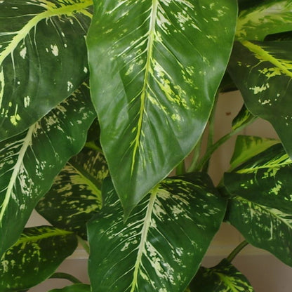 100cm Fox's Aglaonema Tree - Spotted Evergreen Artificial Plant in Silver Planter - plants - express.com