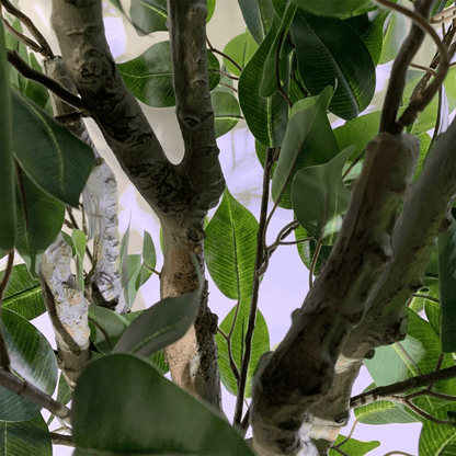 100cm Leaf Realistic Artificial Ficus Tree / Plant Bush Ficus Multicolour Planter - plants - express.com