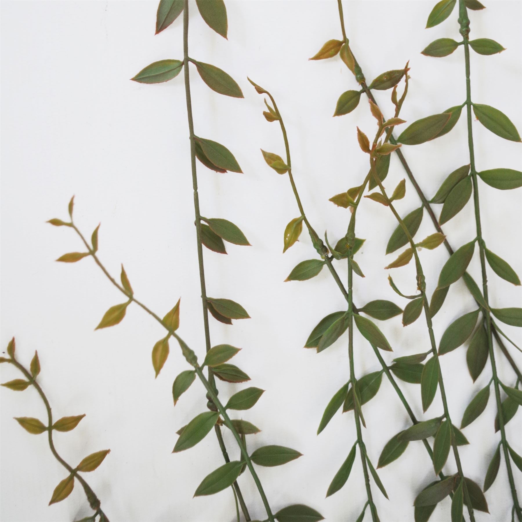 12 - Pack 120cm Realistic Artificial Hanging String of Pearls - Perfect for Displays! - plants - express.com