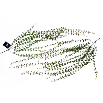 12 - Pack Extra Long Artificial Hanging String of Pearls - 120cm Realistic Decor - plants - express.com