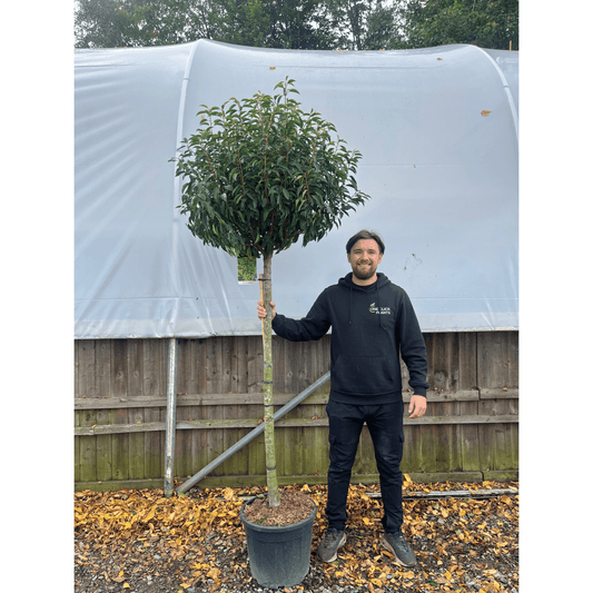 1/2 Standard Portuguese Laurel Tree 2m (stem 1.3m + head) - plants - express.com