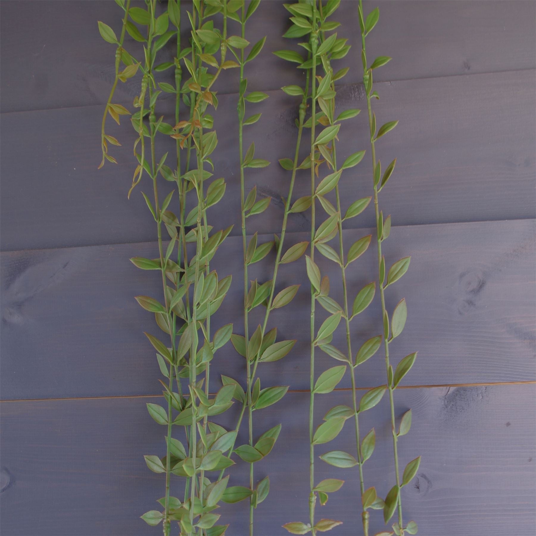 120cm Lush Artificial Hanging String of Pearls - Perfect Indoor Décor! - plants - express.com