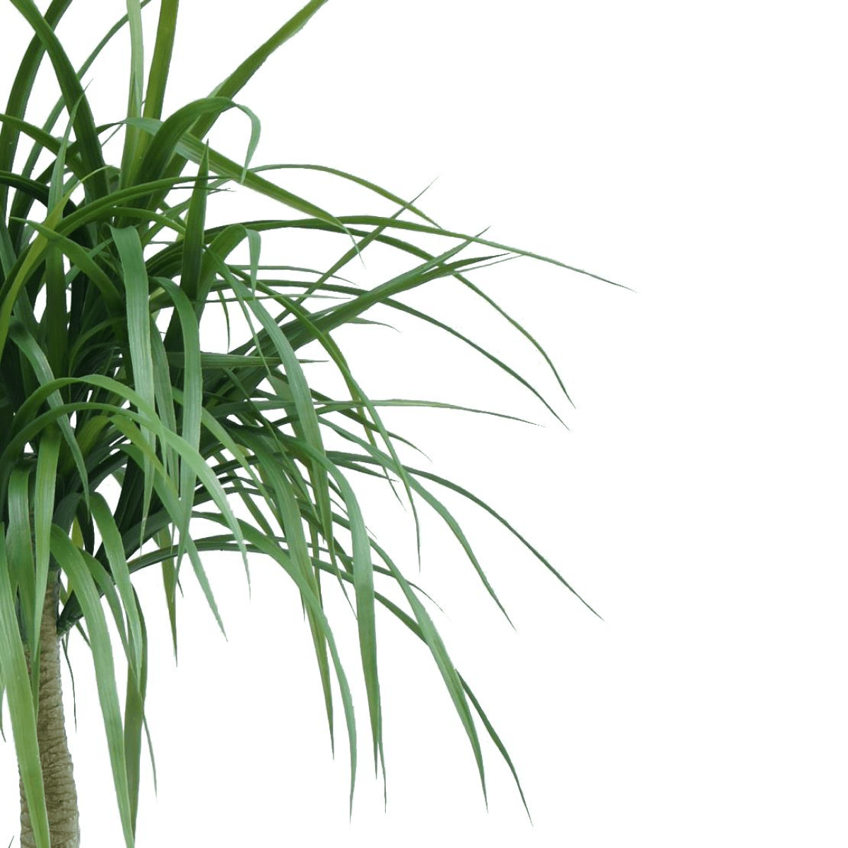120cm Premium Realistic Artificial Dracaena – Effortless Greenery Anytime! - plants - express.com