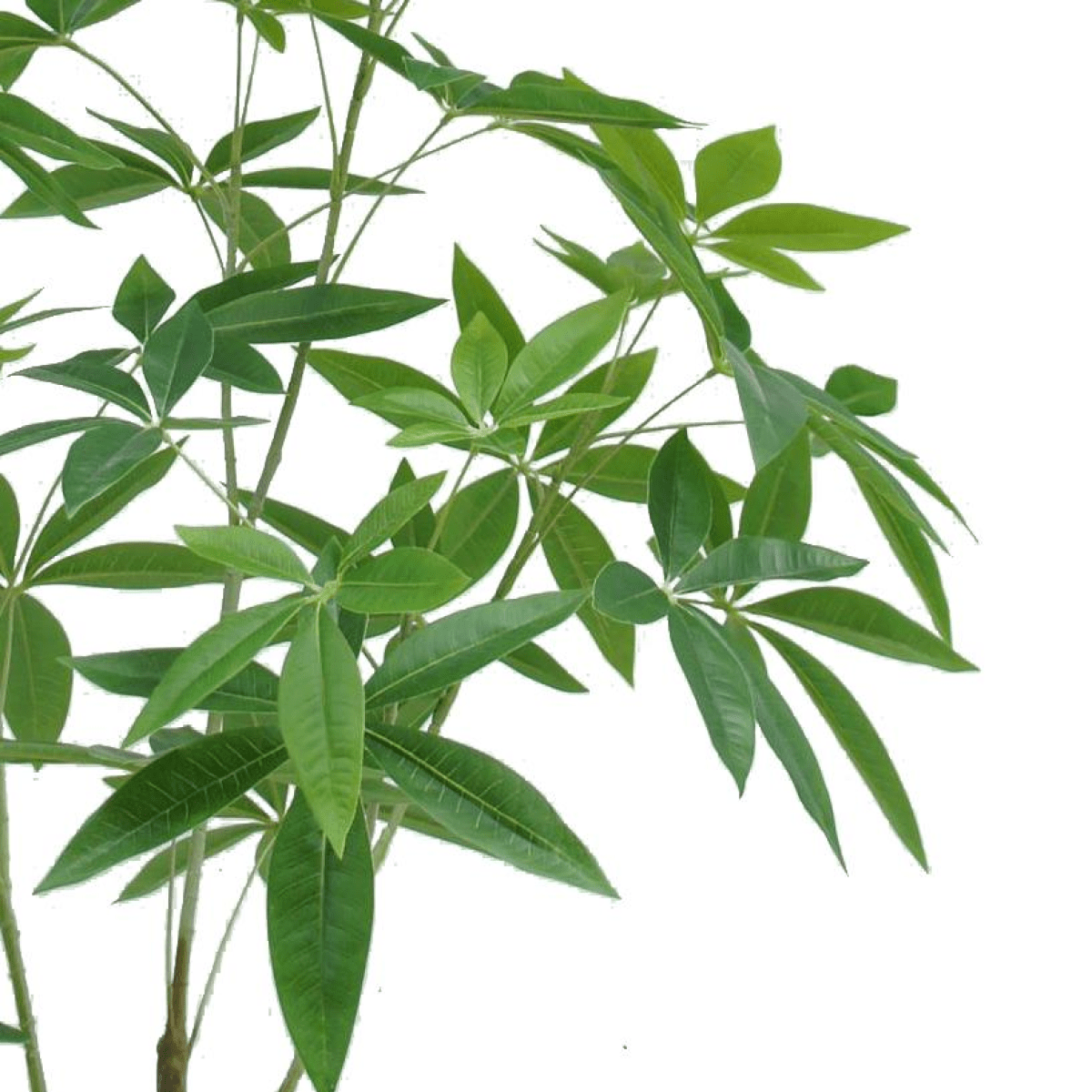 120cm Realistic Artificial Money Tree - Lifelike Faux Pachira Plant Decor - plants - express.com