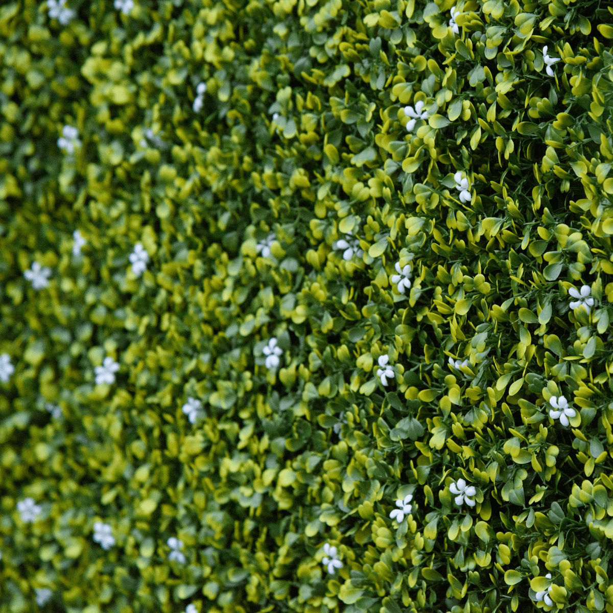 12PCS Artificial Boxwood Wall Panels 20" x 20" Grass Screen Milan Grass - plants - express.com