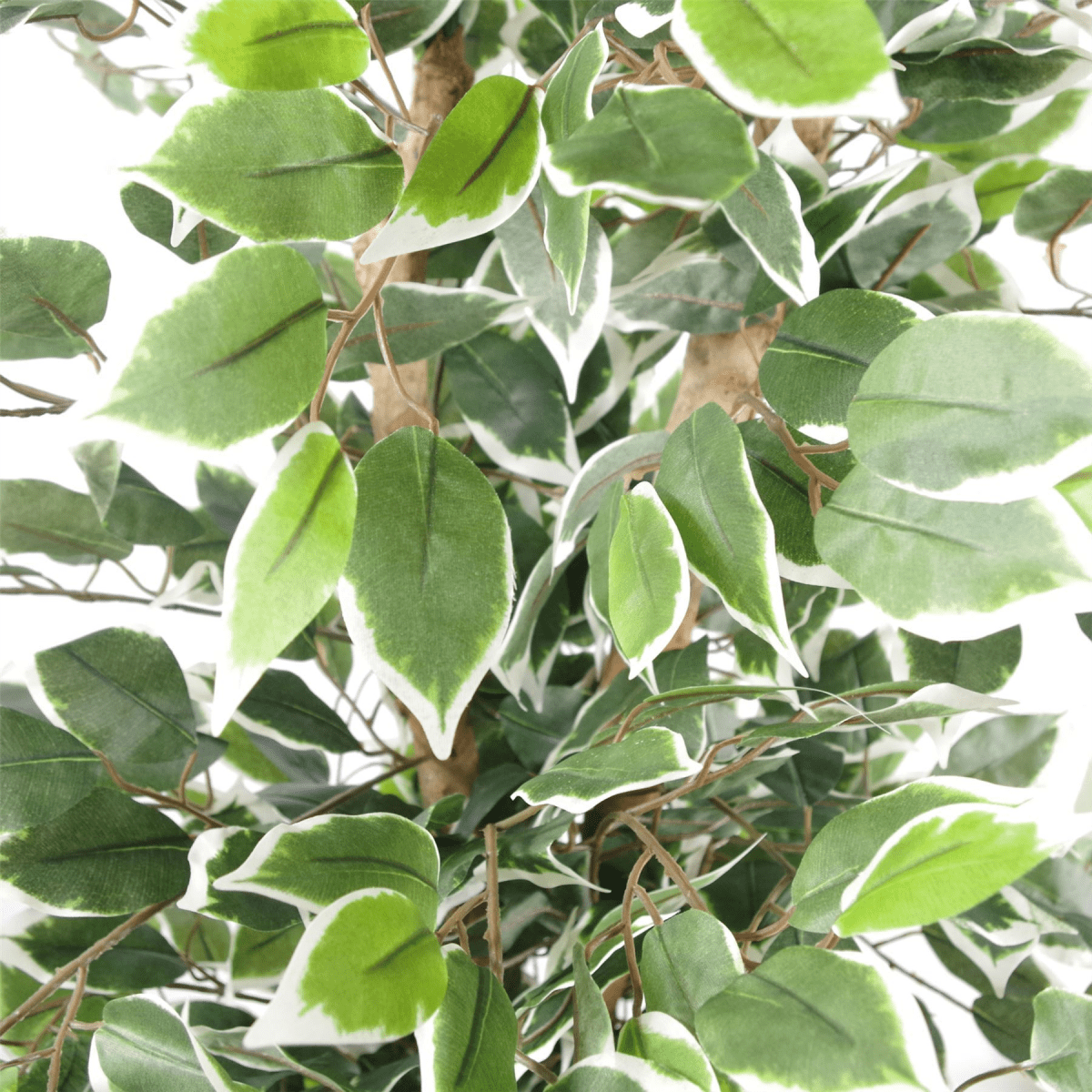 130cm Lifelike Variegated Ficus Tree with Stylish Silver Metal Planter - plants - express.com