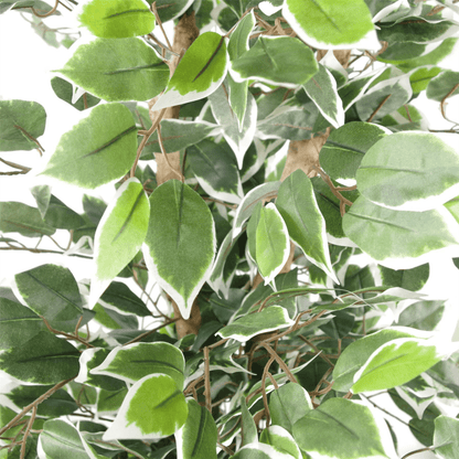 130cm Lifelike Variegated Ficus Tree with Stylish Silver Metal Planter - plants - express.com
