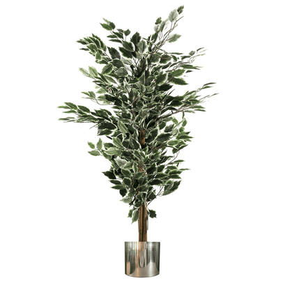 130cm Lifelike Variegated Ficus Tree with Stylish Silver Metal Planter - plants - express.com