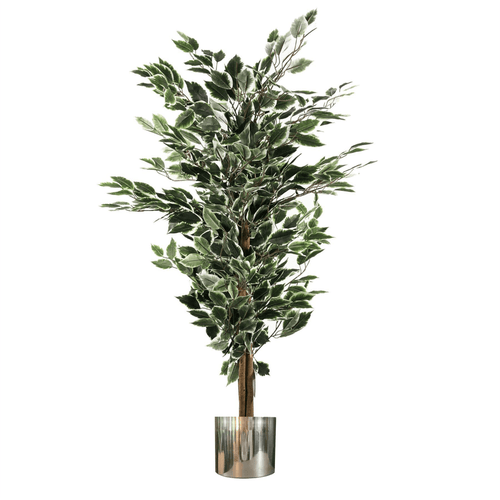 130cm Lifelike Variegated Ficus Tree with Stylish Silver Metal Planter - plants - express.com