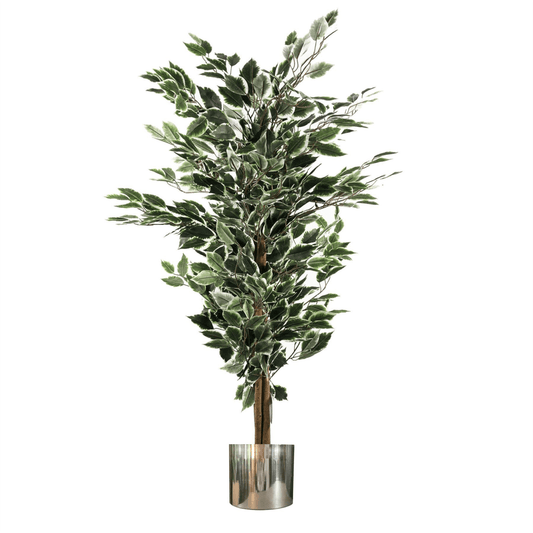 130cm Lifelike Variegated Ficus Tree with Stylish Silver Metal Planter - plants - express.com