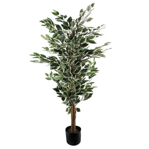 130cm Tall Variegated WhiteandGreen Bushy Ficus Tree - plants - express.com
