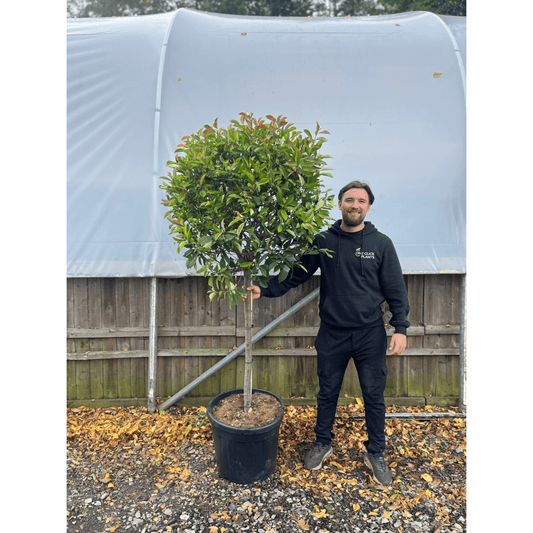 1/4 Standard Photinia Red Robin Tree 1.7m (100cm Stem, 70cm head) - plants - express.com
