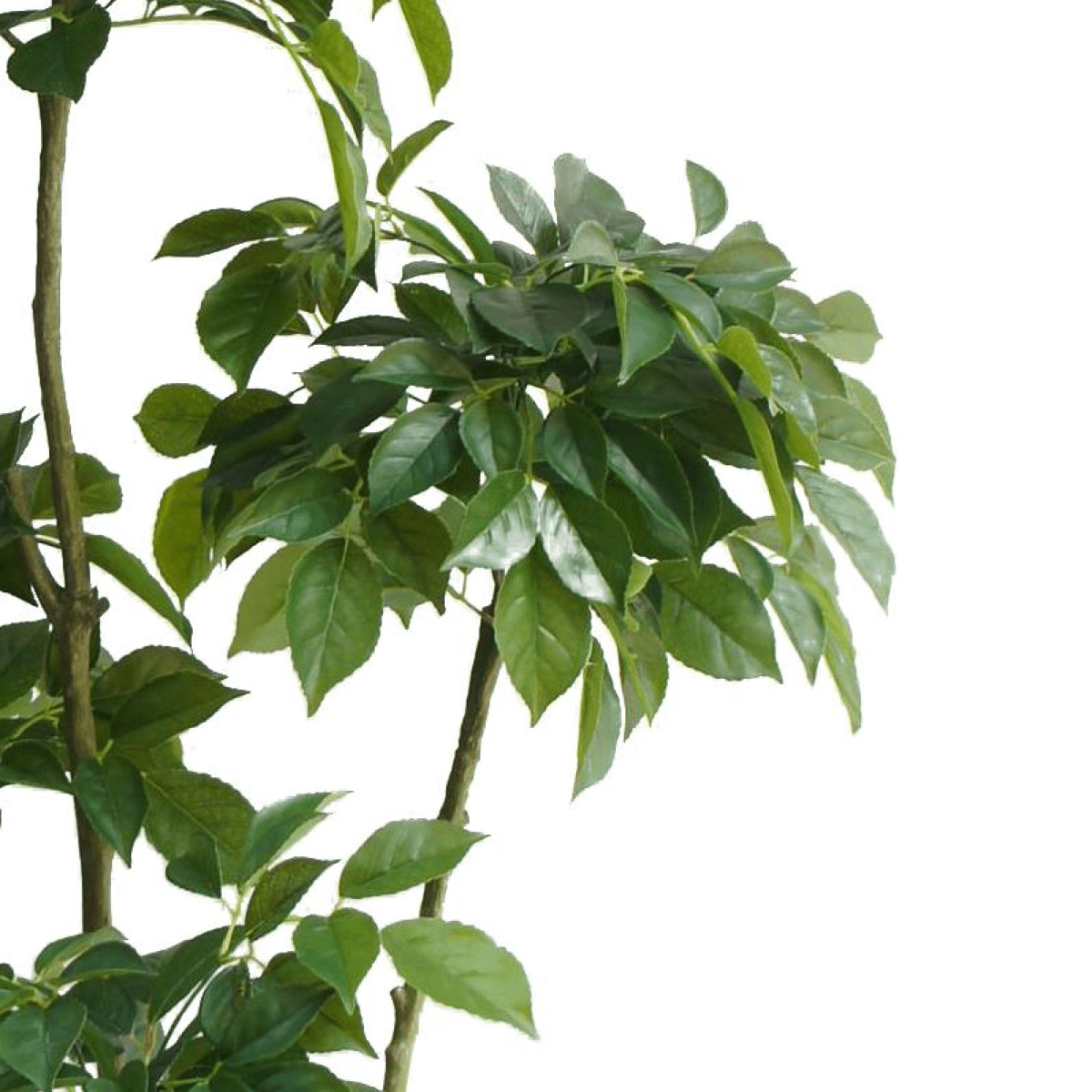 150cm Lifelike Radermachera Artificial Tree - Effortless Elegance for Any Space - plants - express.com