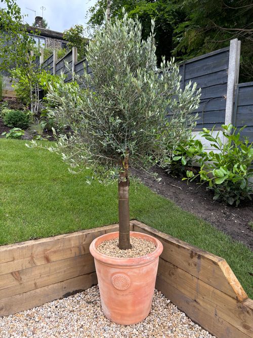 1.5–1.8m Living Olive Tree in Terracotta Pot – Soil & Gravel Finish - plants - express.com