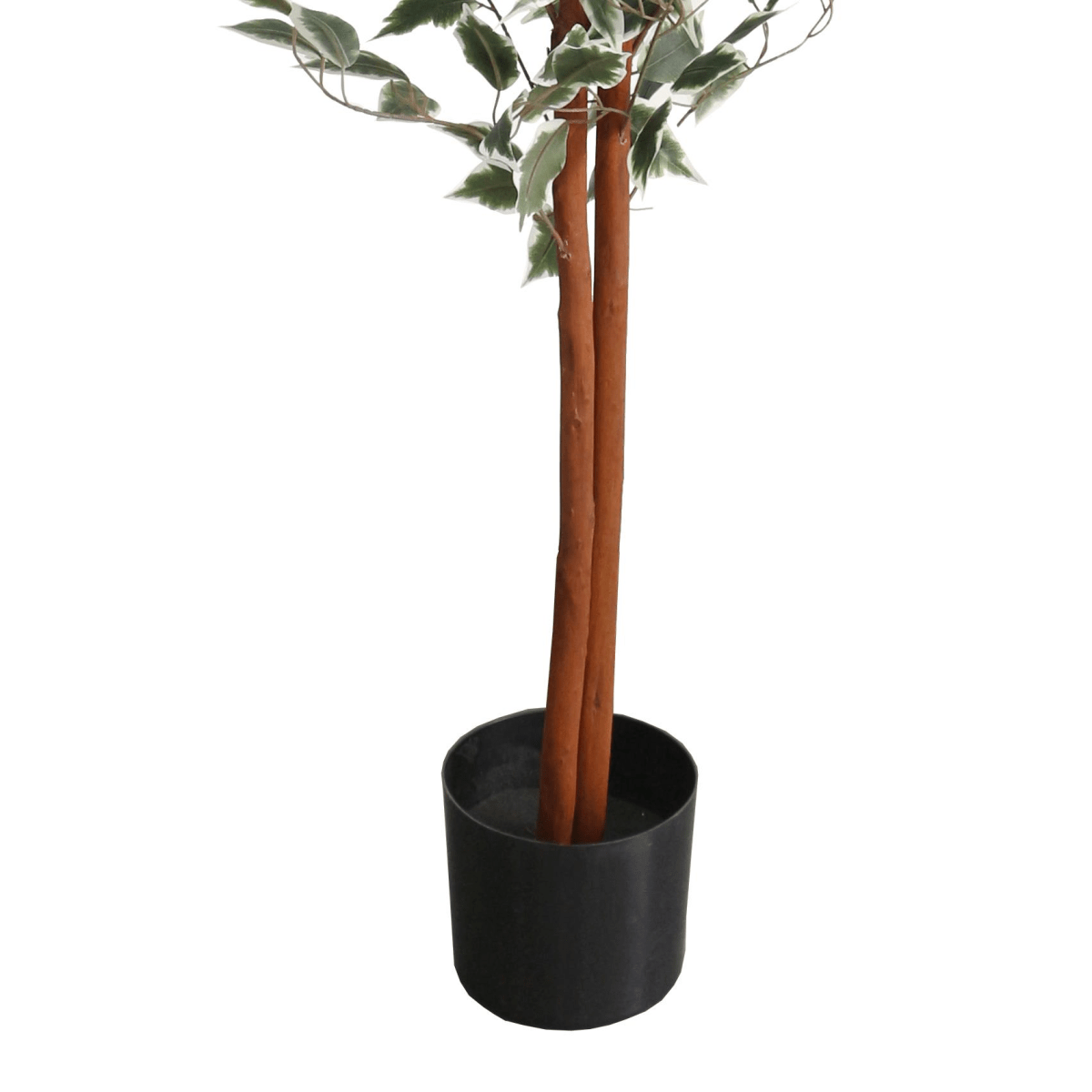 160cm Artificial Ficus with Realistic Variegated Leaves - plants - express.com