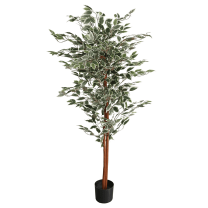 160cm Artificial Ficus with Realistic Variegated Leaves - plants - express.com