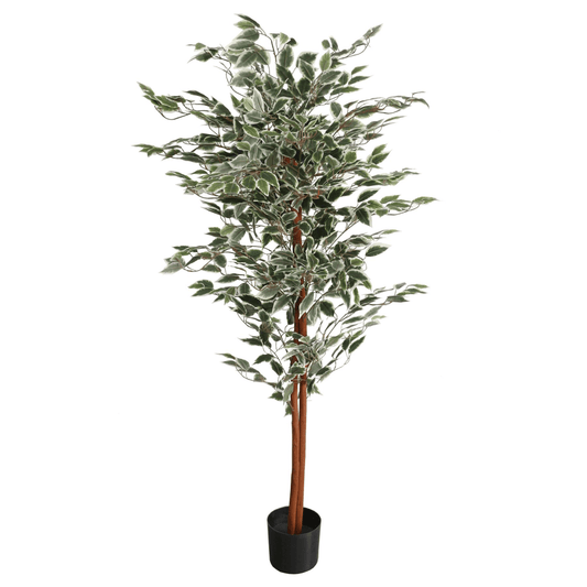 160cm Artificial Ficus with Realistic Variegated Leaves - plants - express.com