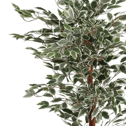 160cm Artificial Ficus with Realistic Variegated Leaves - plants - express.com