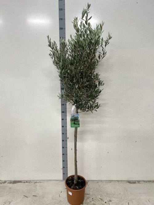 180–190cm Living Olive Tree – Elegant Mediterranean Style - plants - express.com