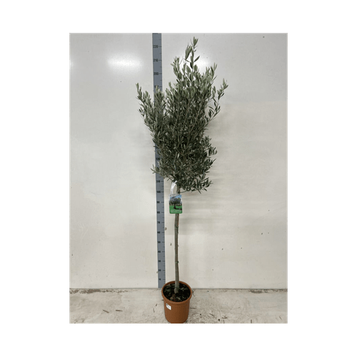 180–190cm Living Olive Tree – Elegant Mediterranean Style - plants - express.com