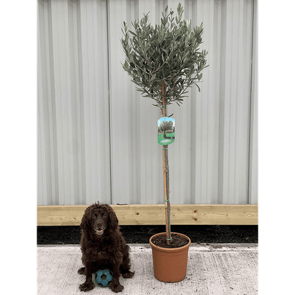 180–190cm Living Olive Tree – Elegant Mediterranean Style - plants - express.com